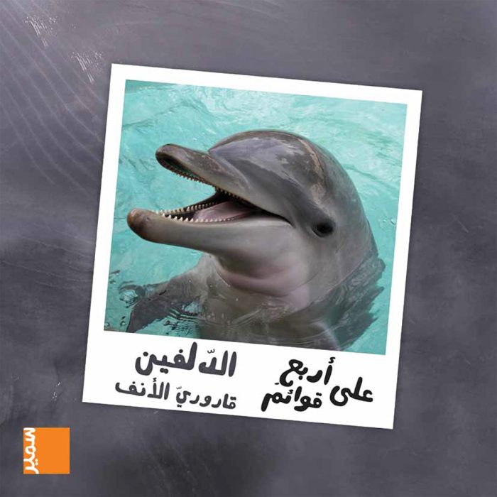 Dolphins Arabic Edition Dolphins Arabic Edition