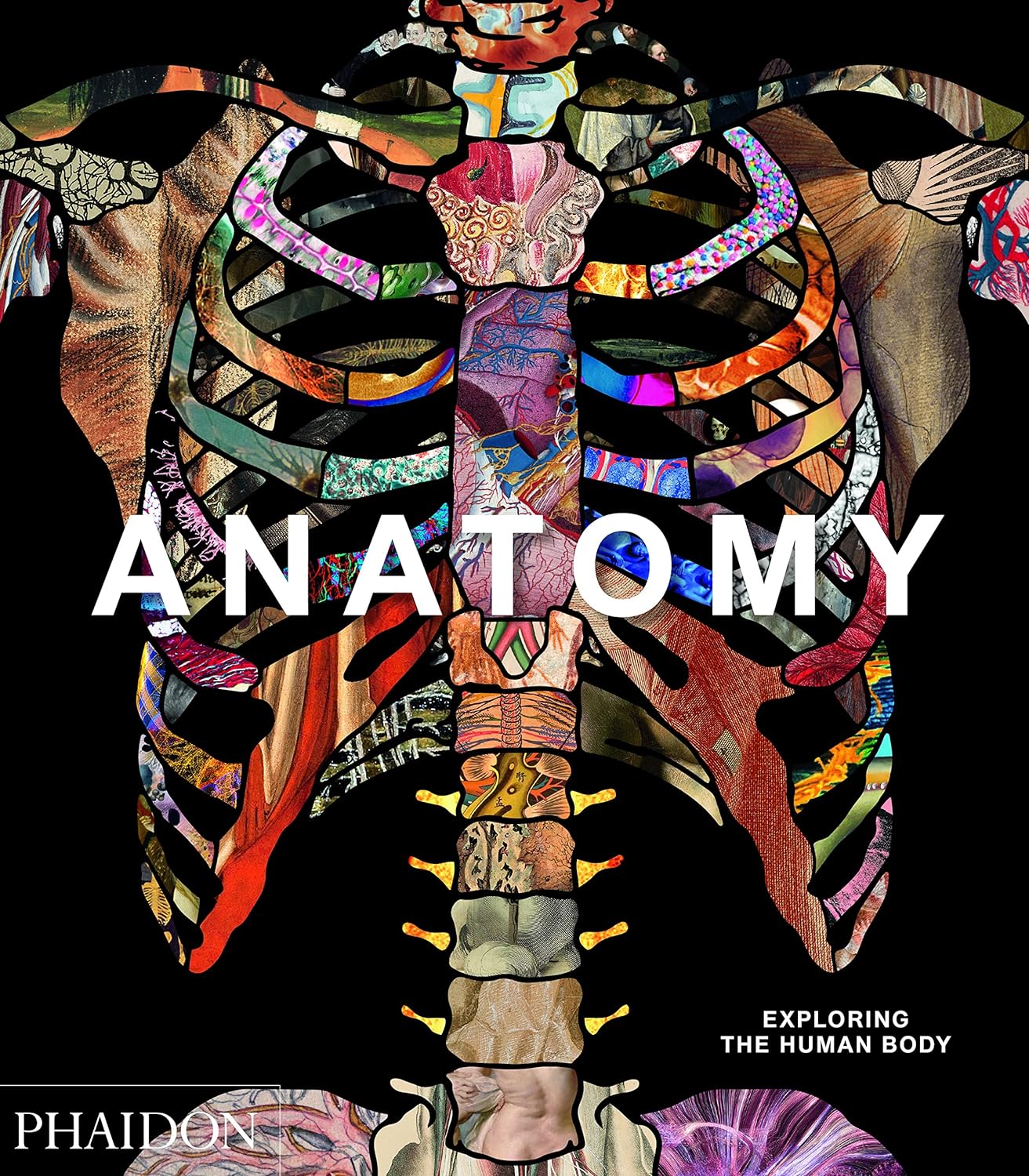 Anatomy: Exploring the Human Body