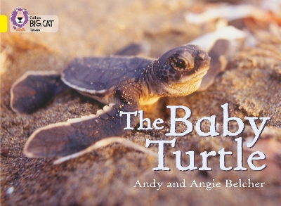 COLLINS BIG CAT : THE BABY TURTLE BAND 03/YELLOW PB - ANDY B