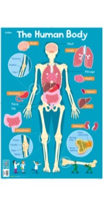 COLLINS CHILDRENS POSTER HUMAN BODY - COLLINS