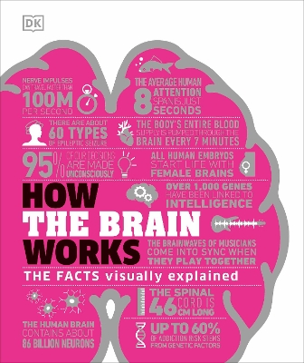 HOW THE BRAIN WORKS : THE FACTS VISUALLY EXPLAINED - DK