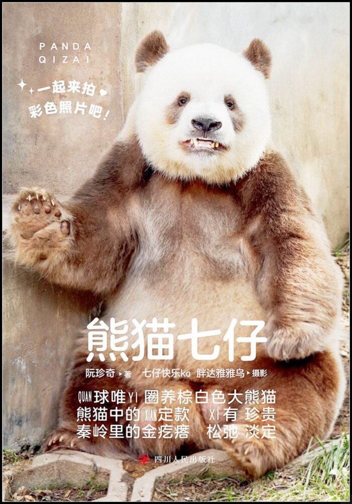 Panda Qi Zai Ruan Zhenqi Sichuan Panda Qi Zai Ruan Zhenqi Sichuan